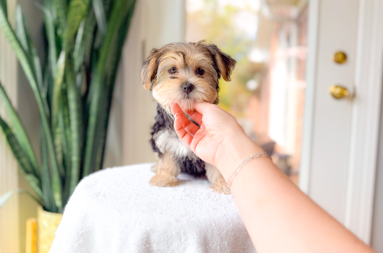 Cute Morkie Designer Pup