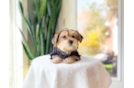 Cute Yorktese Designer Puppy