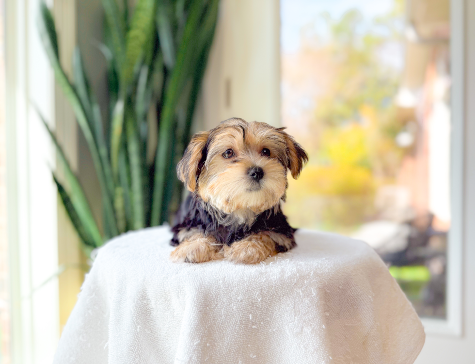 Cute Yorktese Designer Puppy