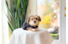 Morkie Pup Being Cute