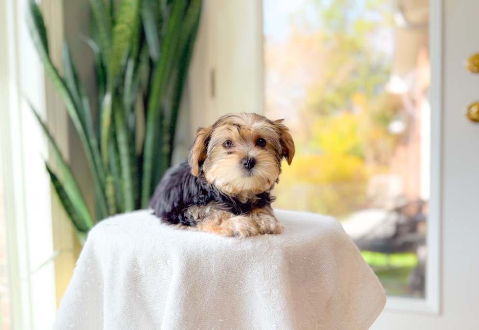 Morkie Pup Being Cute