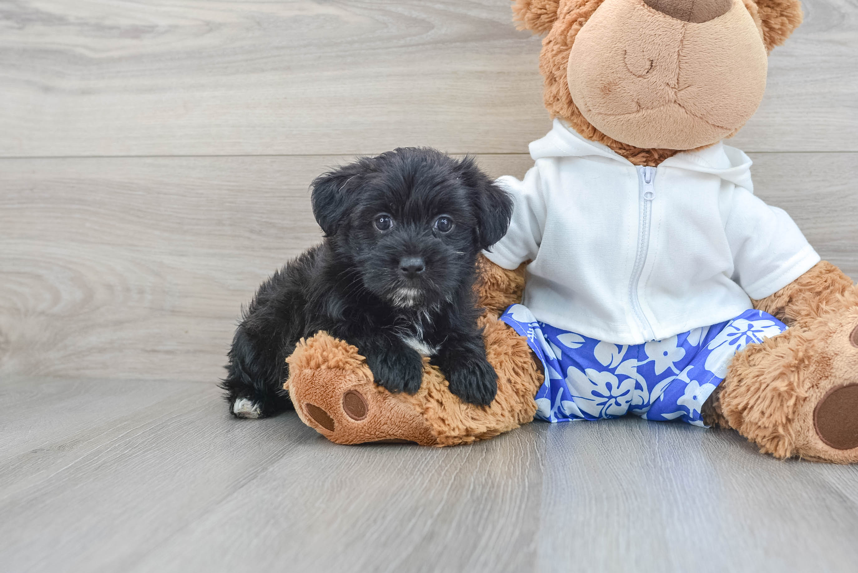 Cute Morkie Chrissy 3lb 11oz Designer Puppy