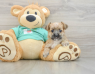 6 week old Morkie Puppy For Sale - Simply Southern Pups