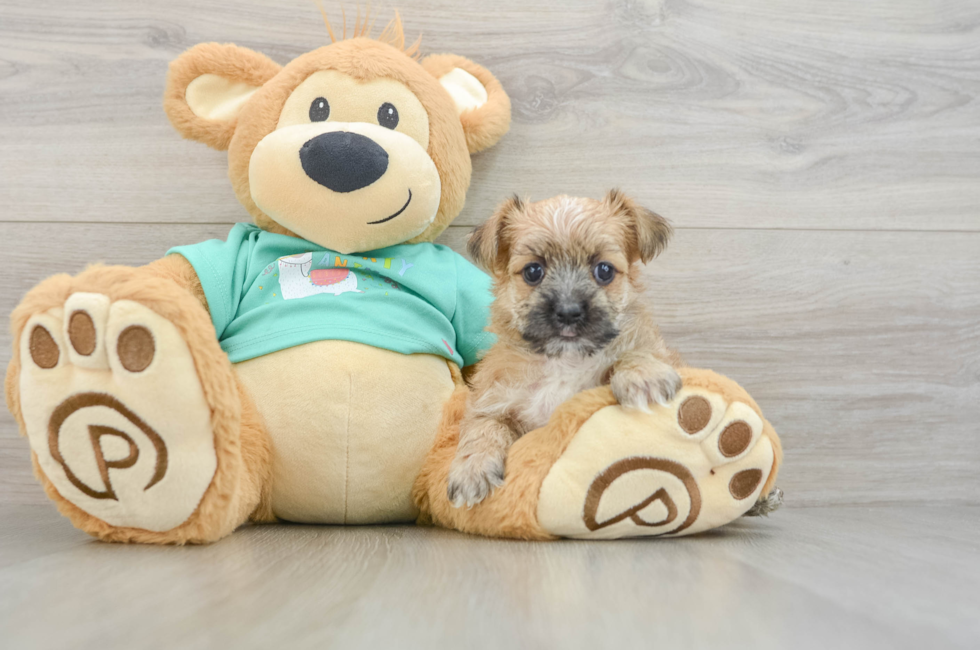 5 week old Morkie Puppy For Sale - Simply Southern Pups