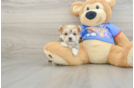 Morkie Pup Being Cute