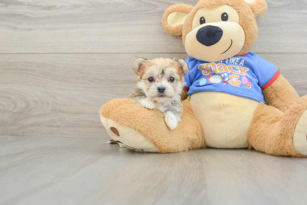 Morkie Pup Being Cute