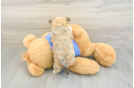Petite Morkie Designer Pup