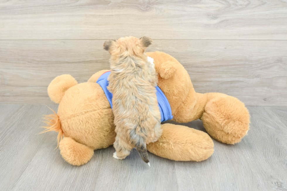 Petite Morkie Designer Pup