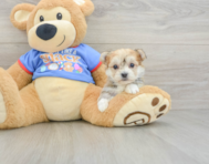 5 week old Morkie Puppy For Sale - Simply Southern Pups