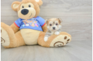 Happy Morkie Baby