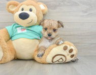5 week old Morkie Puppy For Sale - Simply Southern Pups
