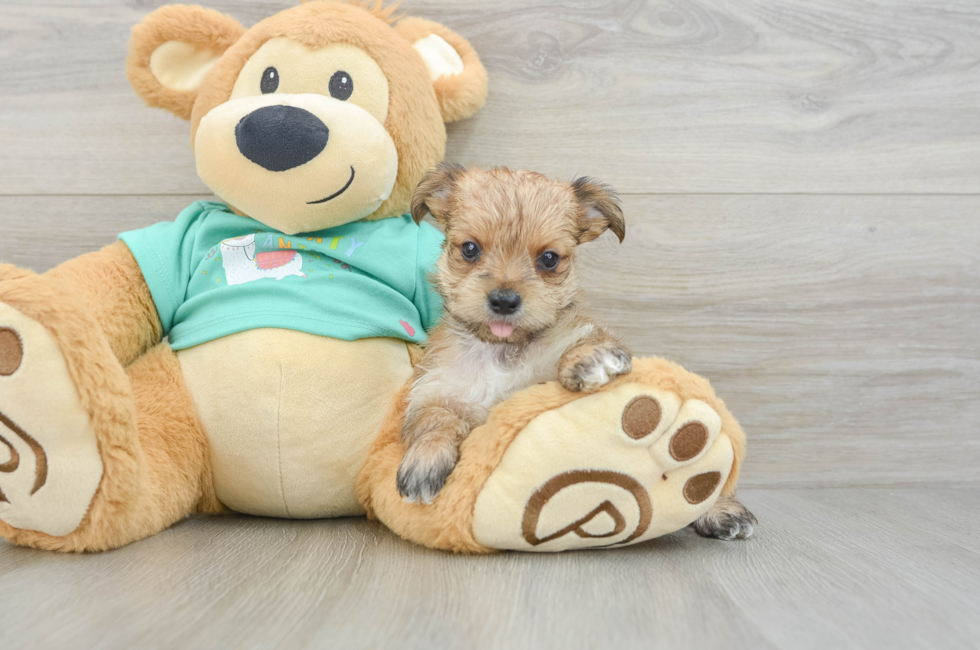 5 week old Morkie Puppy For Sale - Simply Southern Pups