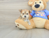 5 week old Morkie Puppy For Sale - Simply Southern Pups