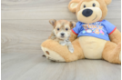 Best Morkie Baby
