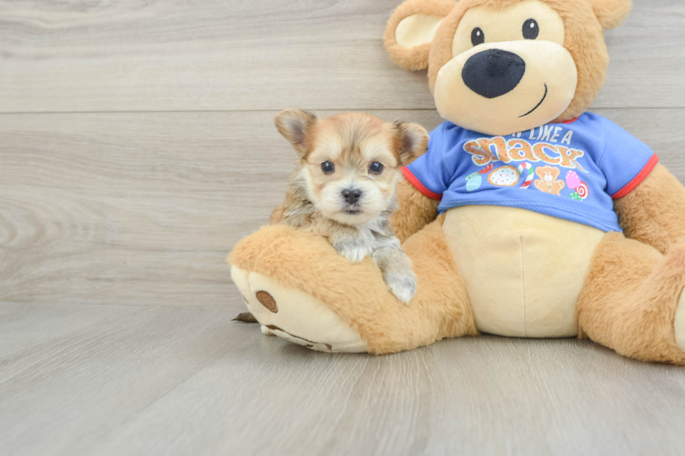 Best Morkie Baby