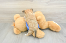 Little Maltiyork Designer Puppy