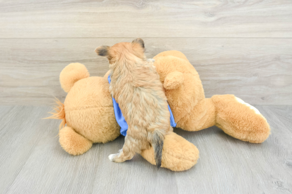 Little Maltiyork Designer Puppy
