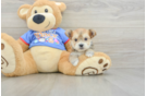 Playful Yorktese Designer Puppy