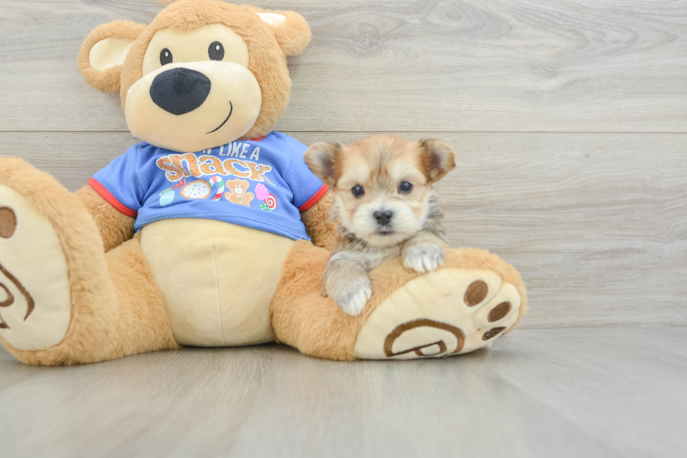 Playful Yorktese Designer Puppy