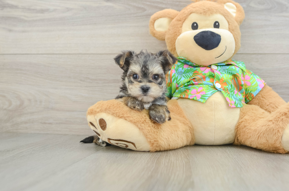 6 week old Morkie Puppy For Sale - Simply Southern Pups