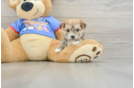 Morkie Puppy for Adoption