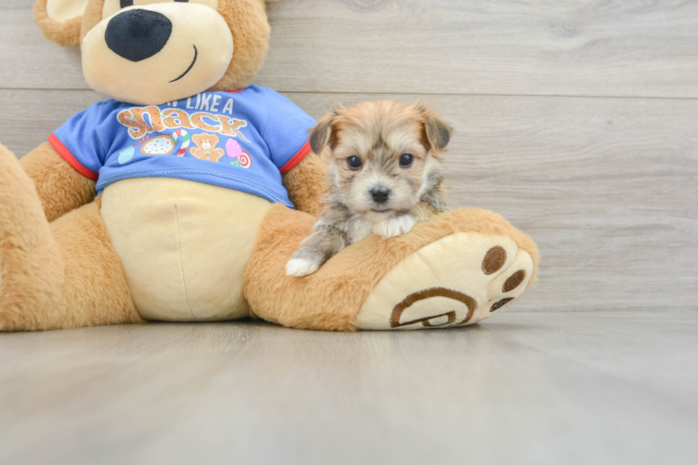 Morkie Puppy for Adoption