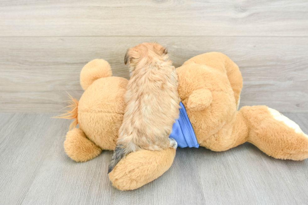 Best Morkie Baby