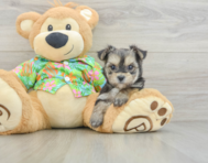 7 week old Morkie Puppy For Sale - Simply Southern Pups
