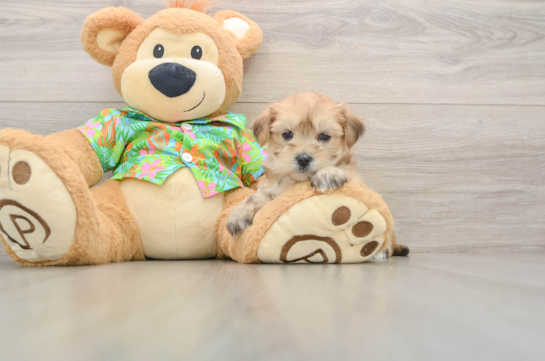 Adorable Yorktese Designer Puppy