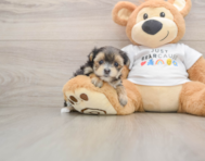 5 week old Morkie Puppy For Sale - Simply Southern Pups