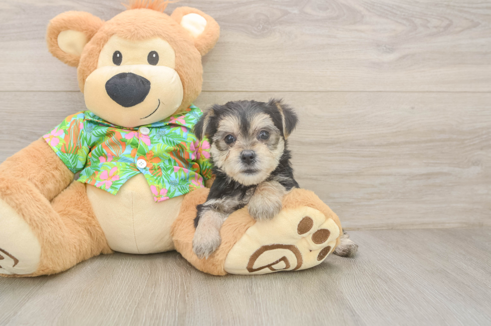 5 week old Morkie Puppy For Sale - Simply Southern Pups