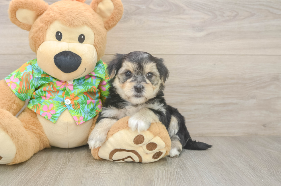 5 week old Morkie Puppy For Sale - Simply Southern Pups