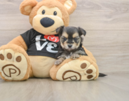 6 week old Morkie Puppy For Sale - Simply Southern Pups