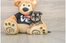 Best Morkie Baby