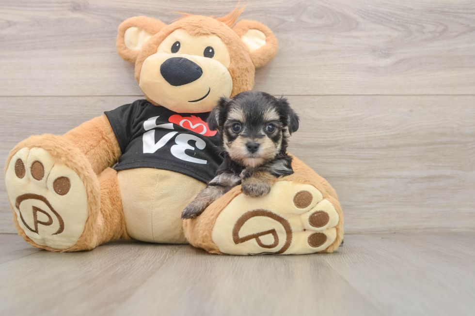 Best Morkie Baby