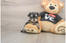Morkie Pup Being Cute