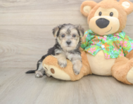 8 week old Morkie Puppy For Sale - Simply Southern Pups
