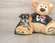 6 week old Morkie Puppy For Sale - Simply Southern Pups