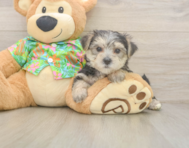8 week old Morkie Puppy For Sale - Simply Southern Pups