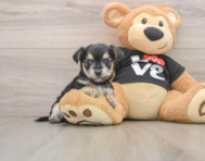 6 week old Morkie Puppy For Sale - Simply Southern Pups
