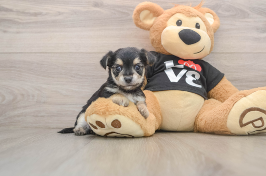 Hypoallergenic Yortese Designer Puppy
