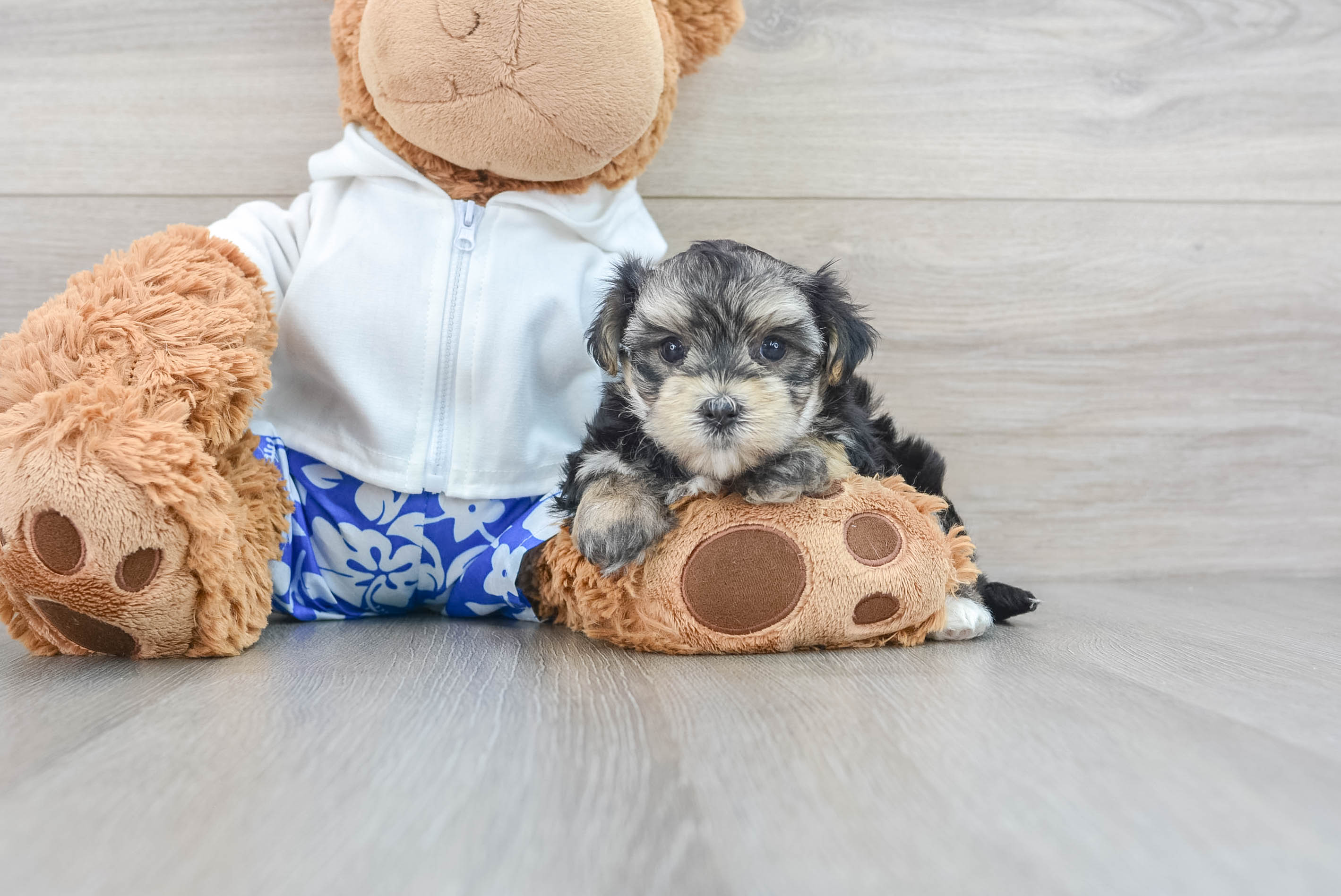 Teddy bear morkie puppies cheap for sale