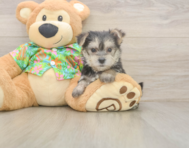 8 week old Morkie Puppy For Sale - Simply Southern Pups