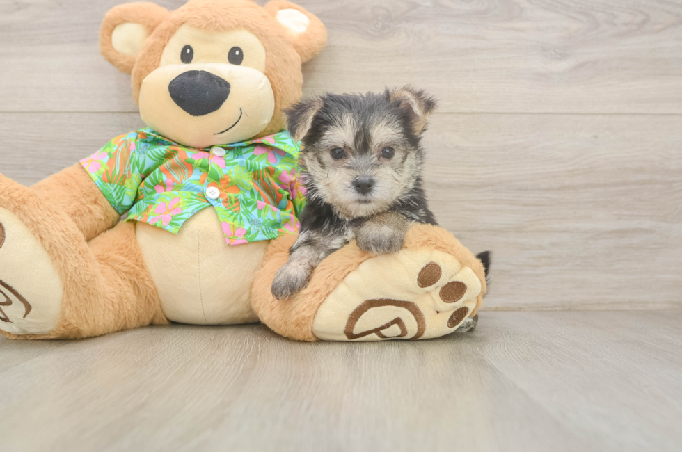 5 week old Morkie Puppy For Sale - Simply Southern Pups