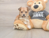 8 week old Morkie Puppy For Sale - Simply Southern Pups