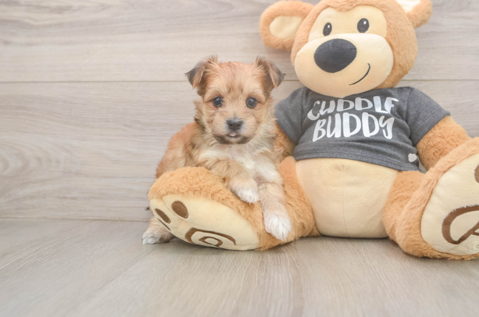 6 week old Morkie Puppy For Sale - Simply Southern Pups