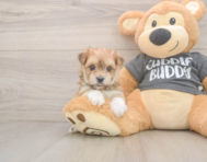 8 week old Morkie Puppy For Sale - Simply Southern Pups