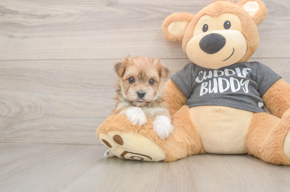 6 week old Morkie Puppy For Sale - Simply Southern Pups