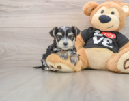 5 week old Morkie Puppy For Sale - Simply Southern Pups