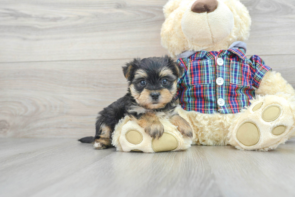 Cute Morkie Baby